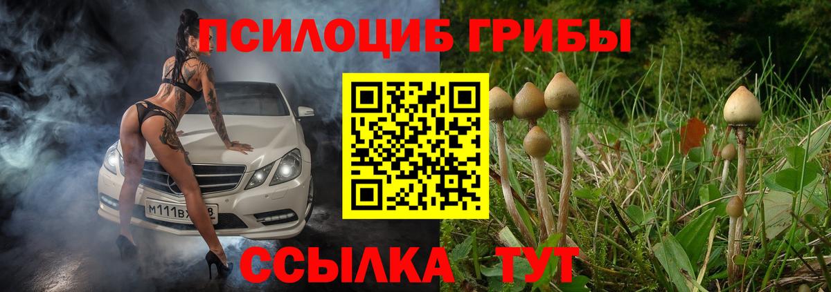 Галлюциногенные грибы Psilocybe Белореченск
